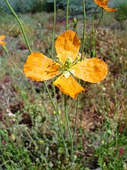 papaver californicum